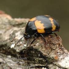 Attēlu rezultāti vaicājumam “Diaperis boleti”