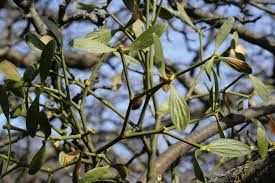 Attēlu rezultāti vaicājumam “Viscum album leaf”