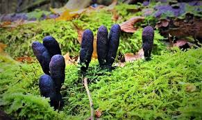 Attēlu rezultāti vaicājumam “Xylaria polymorpha”