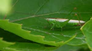 Attēlu rezultāti vaicājumam “Paramesus obtusifrons”