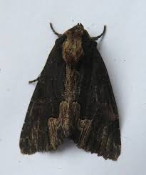 Attēlu rezultāti vaicājumam “Dypterygia scabriuscula”