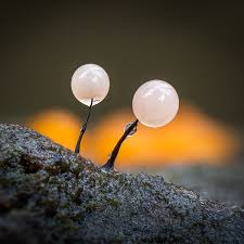 Attēlu rezultāti vaicājumam “Comatricha fragilis spores”