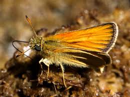 Attēlu rezultāti vaicājumam “Thymelicus sylvestris underside”