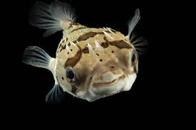 Image result for Diodon hystrix