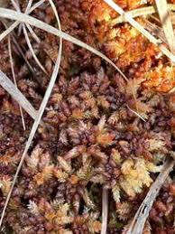 Attēlu rezultāti vaicājumam “Sphagnum magellanicum”