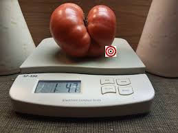 Afbeeldingsresultaat voor millionaire tomato