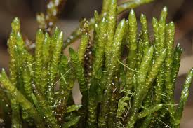 Attēlu rezultāti vaicājumam “Pseudocalliergon turgescens”