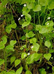 Attēlu rezultāti vaicājumam “Claytonia sibirica”
