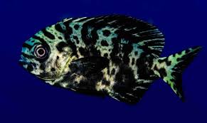 Image result for Schedophilus ovalis