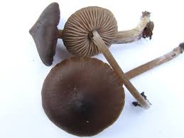 Attēlu rezultāti vaicājumam “Entoloma vernum”