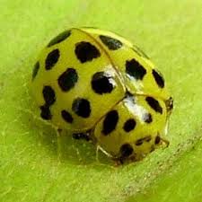 Attēlu rezultāti vaicājumam “Psyllobora vigintiduopunctata larva”