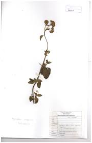 Image result for Ageratum conyzoides