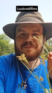 Attēlu rezultāti vaicājumam “Luzula multiflora fruit”