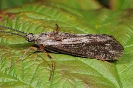 Attēlu rezultāti vaicājumam “Phryganeidae”