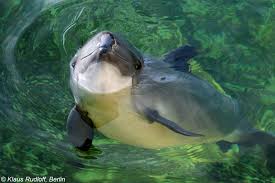 Image result for Phocoena phocoena