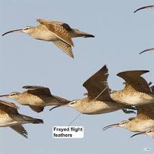 Attēlu rezultāti vaicājumam “Numenius phaeopus adult”