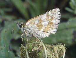 Attēlu rezultāti vaicājumam “Pyrgus serratulae underside”