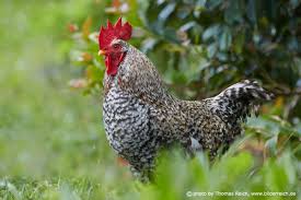 Attēlu rezultāti vaicājumam “Gallus”