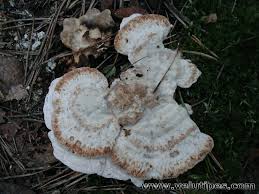 Attēlu rezultāti vaicājumam “Postia guttulata”