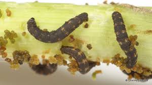 Attēlu rezultāti vaicājumam “Leiodidae larva”