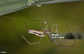 Attēlu rezultāti vaicājumam “Tetragnatha montana”