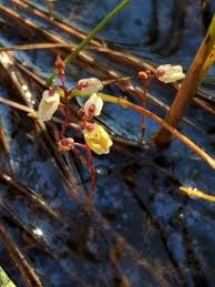Attēlu rezultāti vaicājumam “Utricularia minor bud”