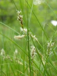 Attēlu rezultāti vaicājumam “Carex panicea flower”