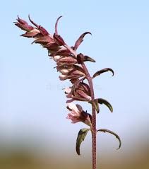 Attēlu rezultāti vaicājumam “Odontites vulgaris leaf”