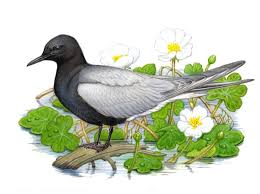 Attēlu rezultāti vaicājumam “Chlidonias niger eggs”