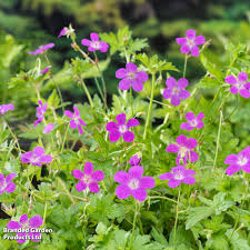 Attēlu rezultāti vaicājumam “Geranium palustre fruit”