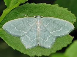 Attēlu rezultāti vaicājumam “Jodis putata”