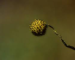 Attēlu rezultāti vaicājumam “Cribraria pertenuis spores”