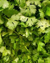 Image result for Koriander