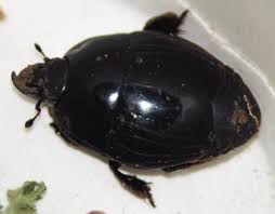 Attēlu rezultāti vaicājumam “Hypocaccus rugiceps”