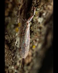 Attēlu rezultāti vaicājumam “Raphidioptera larva”