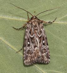 Attēlu rezultāti vaicājumam “Lycophotia porphyrea”