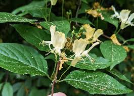 Attēlu rezultāti vaicājumam “Lonicera xylosteum flower”