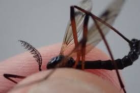 Attēlu rezultāti vaicājumam “Dictenidia bimaculata”