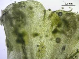 Attēlu rezultāti vaicājumam “Blasia pusilla”