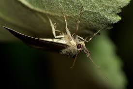 Attēlu rezultāti vaicājumam “Laspeyria flexula”