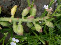 Attēlu rezultāti vaicājumam “Cakile maritima subsp. baltica flower”