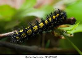 Attēlu rezultāti vaicājumam “Euphydryas maturna underside”