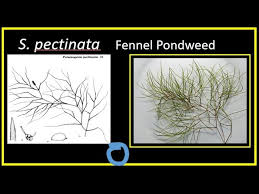 Attēlu rezultāti vaicājumam “Potamogeton trichoides leaf”
