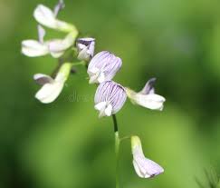 Attēlu rezultāti vaicājumam “Vicia sylvatica flower”