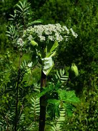 Attēlu rezultāti vaicājumam “Heracleum sosnowskyi flower”