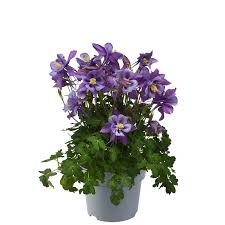 Image result for Aquilegia caerulea