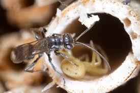 Attēlu rezultāti vaicājumam “Dipogon sp.”