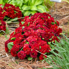 Attēlu rezultāti vaicājumam “Primula veris var. rubra flower”