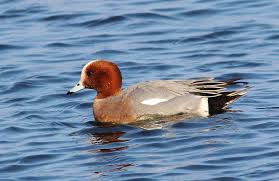 Attēlu rezultāti vaicājumam “Anas penelope”