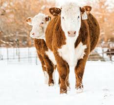 Image result for A J Activities, Herefordshire